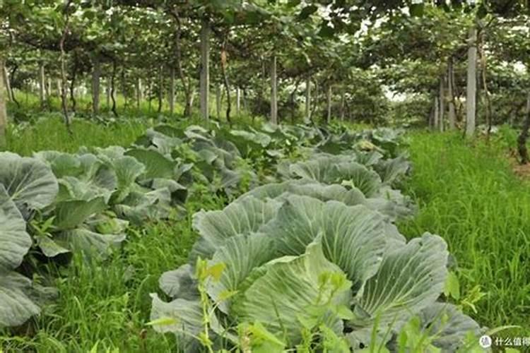 玉米除草剂用在了豆子上怎么办