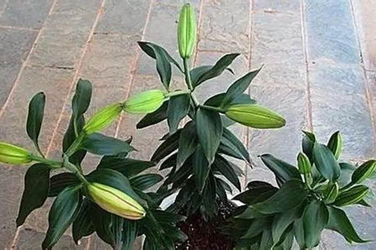 百合花施什么肥？蔬薇就够了