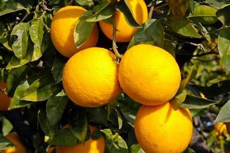 柑橘用什么水溶肥产量高？柑橘膨果用什么叶面肥效果好？