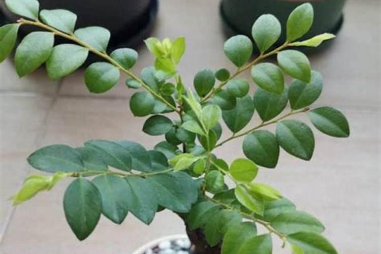 小叶紫檀叶子枯萎脱落后还会再长吗