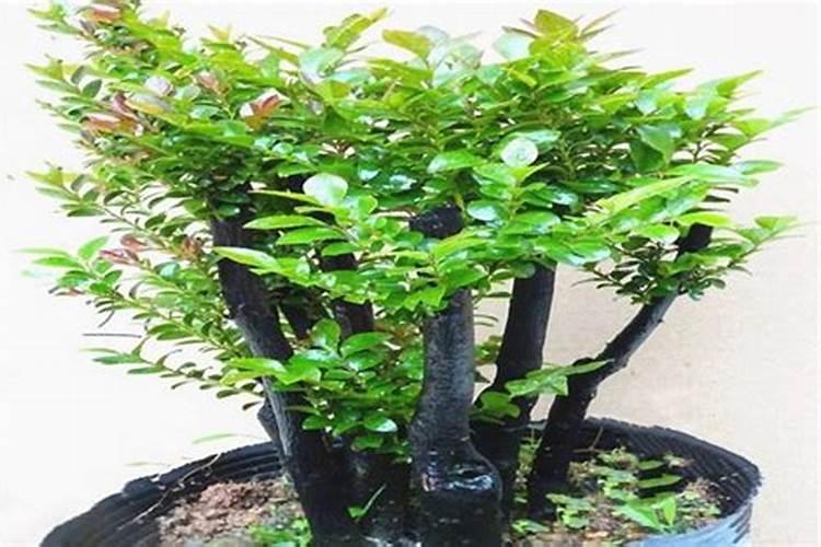 小叶紫檀叶子枯萎脱落后还会再长吗