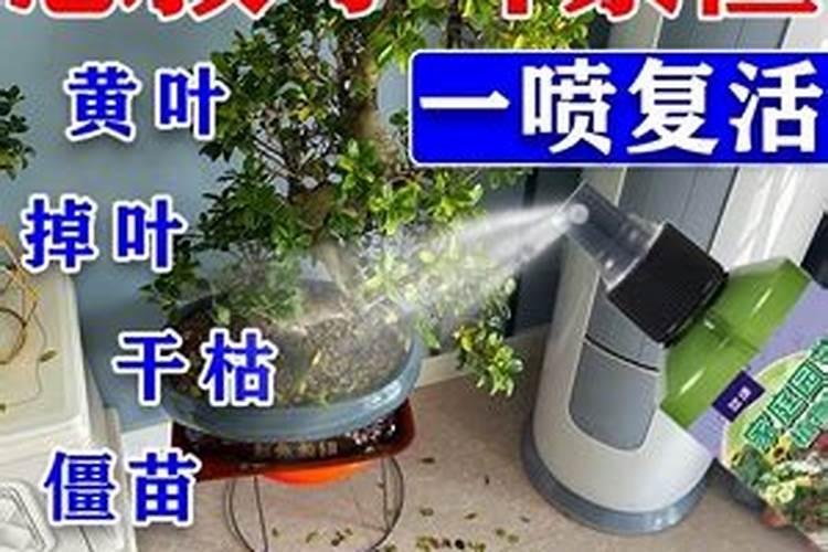 小叶紫檀培养过程中有哪些要点