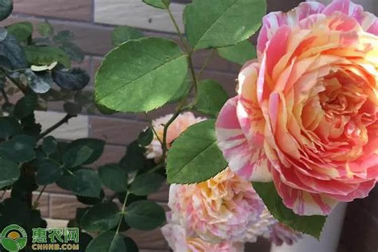 月季花施肥方法怎样给月季花施肥