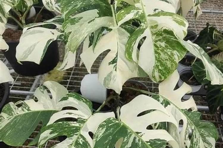 龟背竹用什么肥料好龟背竹怎么施肥