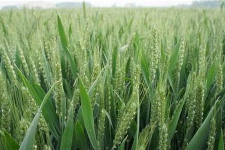 小麦叶面肥有哪些,小麦叶面肥使用方法