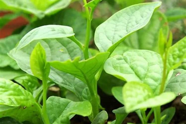 农业实用干货:一分钟吃透所有叶面肥知识(收藏版)