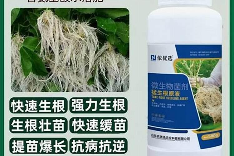 植物生根剂的使用方法,快速生根剂怎样使用效果好