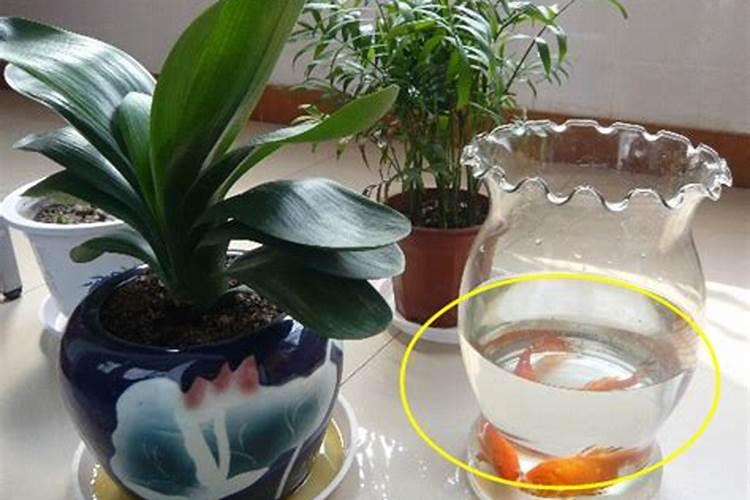 氨基酸可以浇花吗