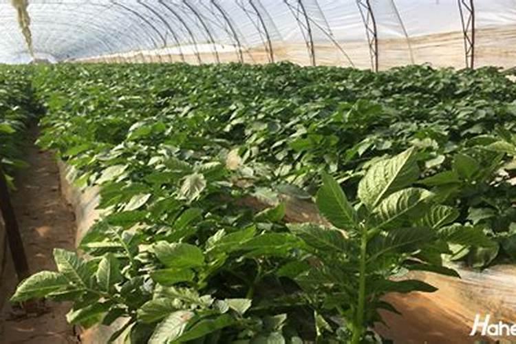 土豆刚结薯时冲40个钾的水溶肥可以吗？