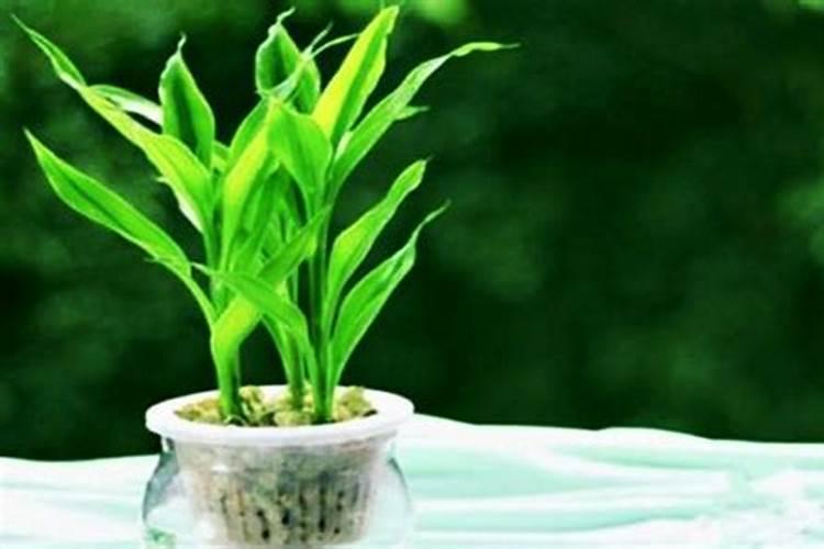 水养富贵竹如何施肥