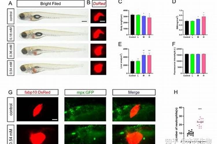 斑马鱼开口喂蛋黄怎么喂