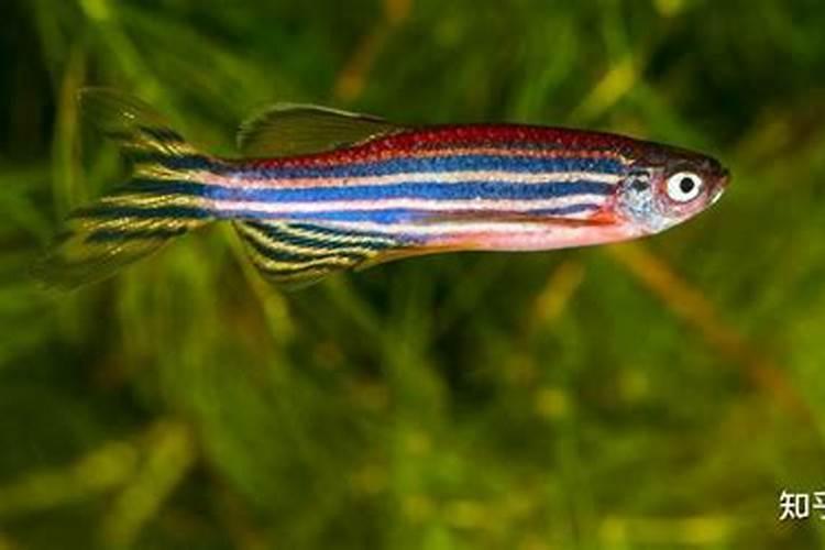 斑马鱼仔开口喂什么食物