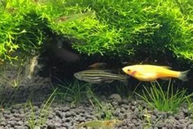 斑马鱼苗怎么喂,怎么养