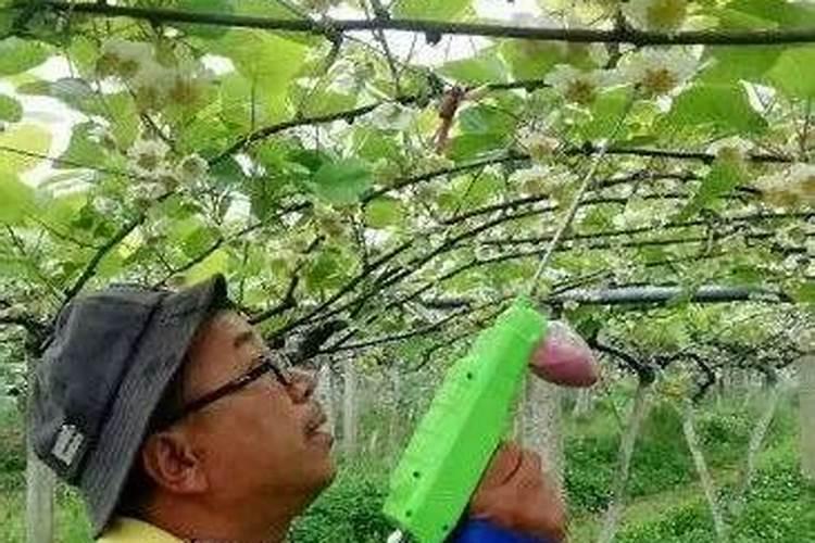 猕猴桃挂果后施什么肥料