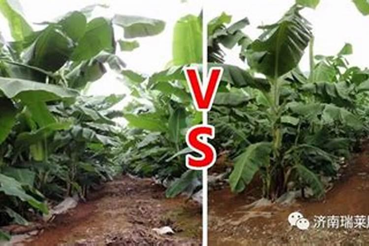 水溶肥果树灌根正确方法