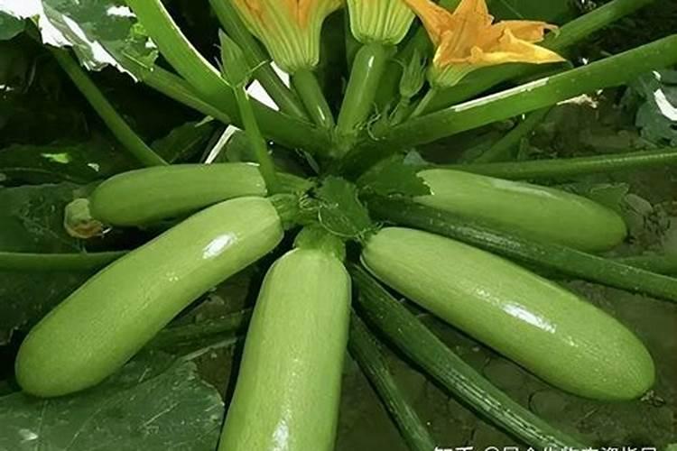 桂湖复合肥含氮量小于等于25%的多少钱一袋