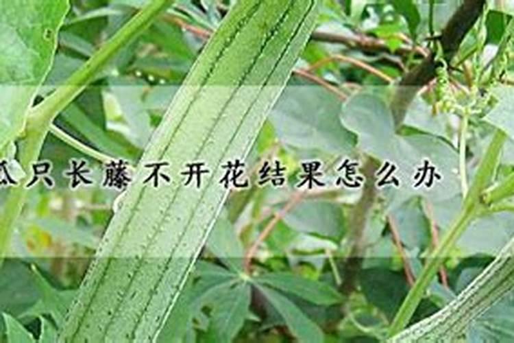 丝瓜藤细是缺少什么肥