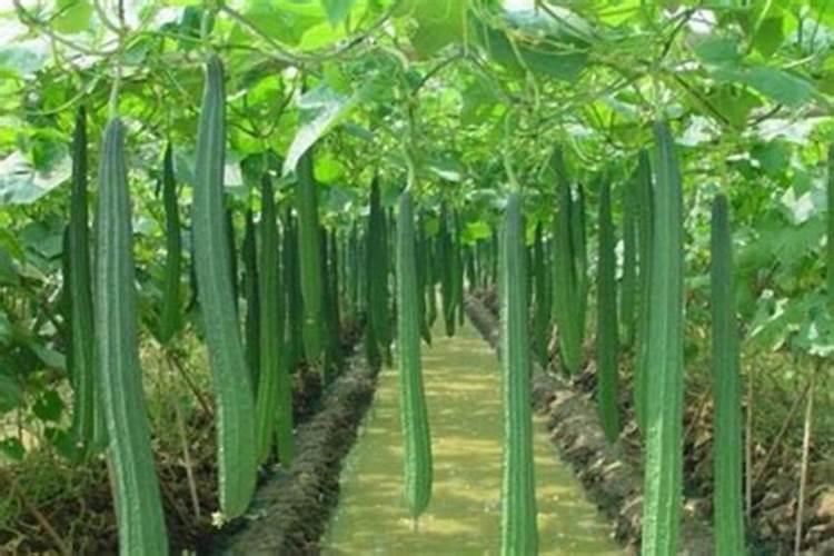 丝瓜藤细是缺少什么肥 丝瓜如何搭架引蔓