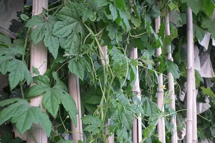 我家的盆栽丝瓜藤又细又弱是什么问题