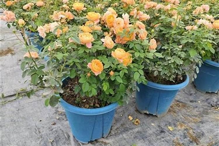 月季花施肥施什么肥料