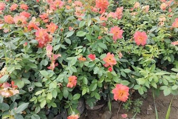 月季花施什么肥料好