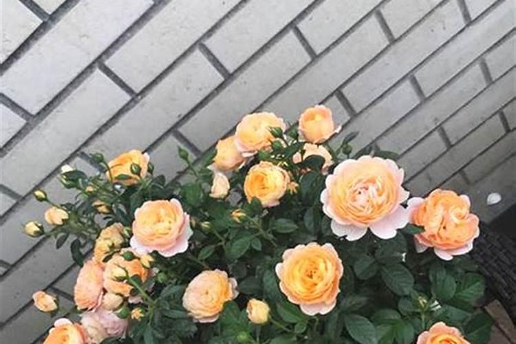 如何正确养月季花？