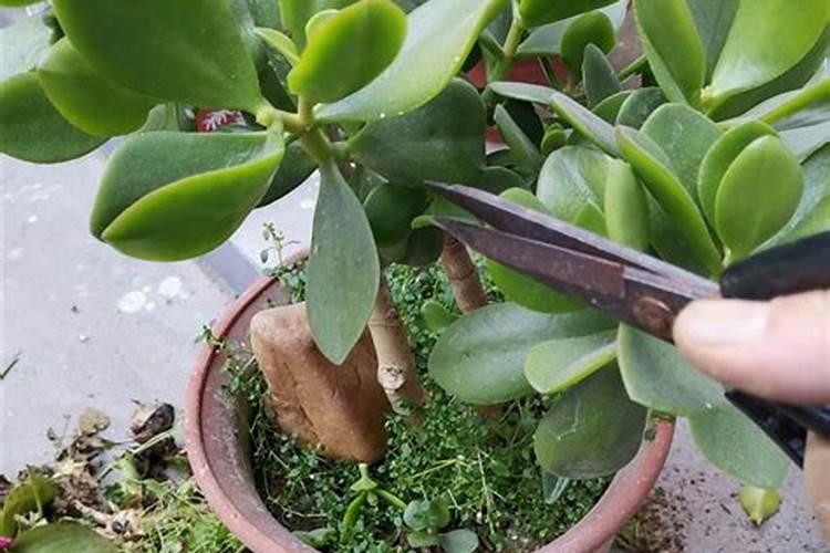 高产油菜品种排名 全国高产油菜新品种