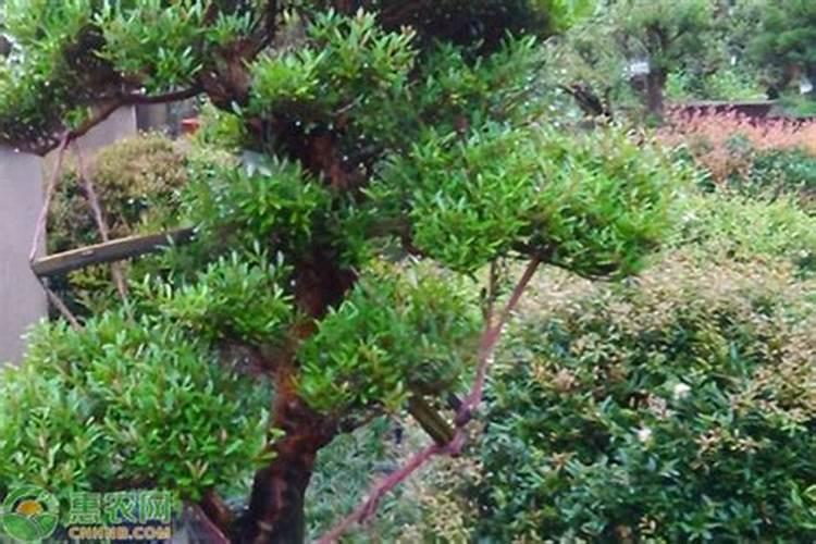 小叶赤楠怎么养护