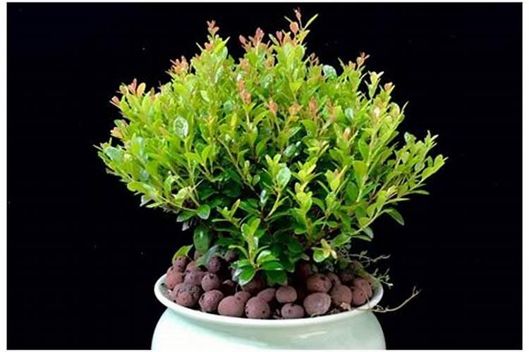 小叶赤楠在北方能养活吗