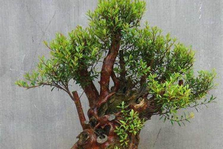 小叶赤楠在室内怎么养