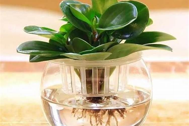 如何让吊兰快速生根