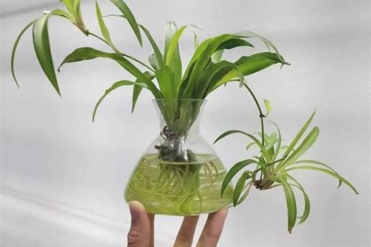 水培吊兰如何养护