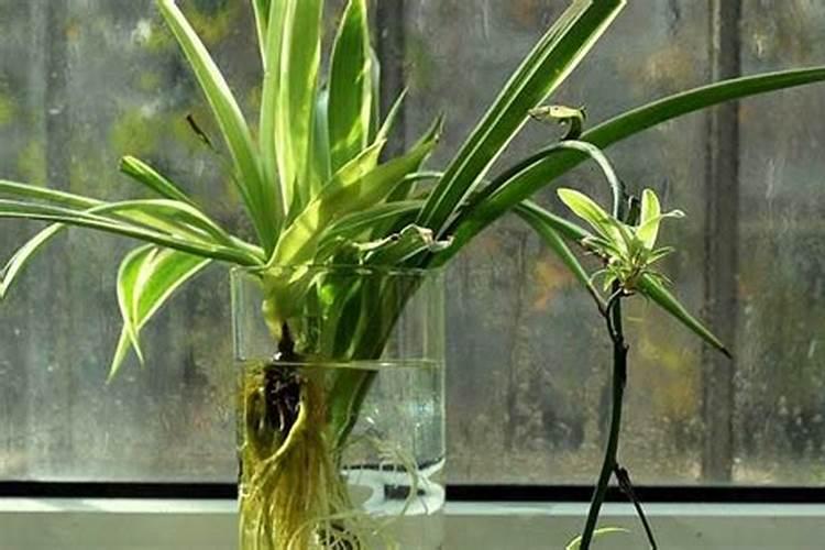 剪下的小吊兰水培,只需几步,生根超快!