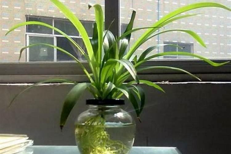 金鱼吊兰水插生根法 水培养护方法