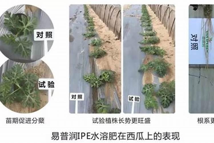 大桶矿泉水瓶种菜最简单方法