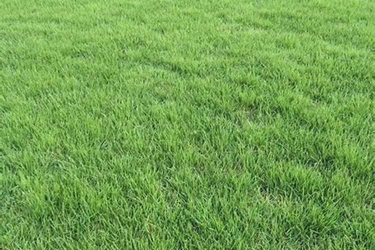 草坪施什么肥好