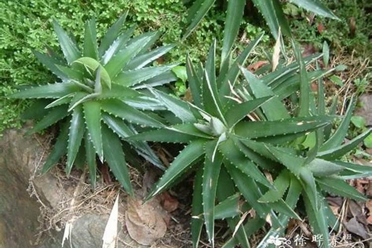 播种多肉植物可以直接用复合肥吗