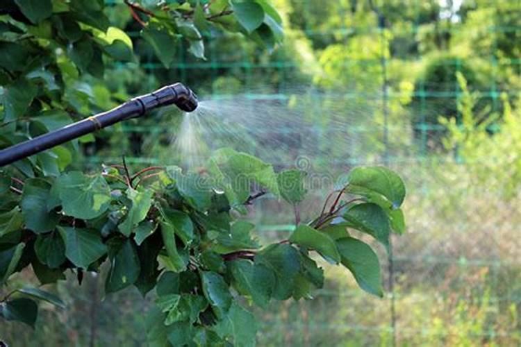 杏树青枯病怎么防.治疗法