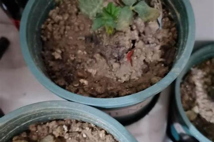 在种植的过程中草莓需要补钙吗 草莓缺钙怎么办用什么补钙最好