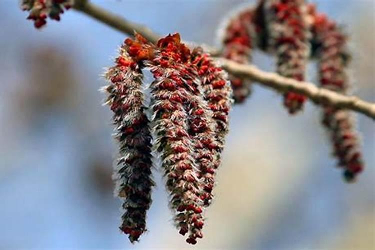 自制橡皮树肥料