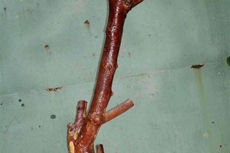 黄荆下山桩多久生根？