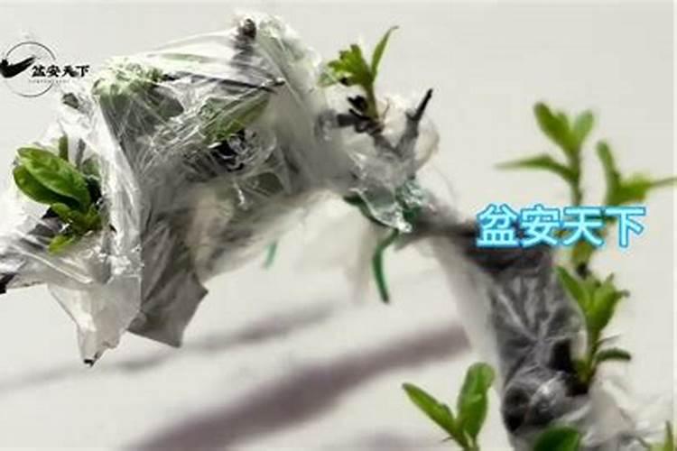 雀梅下山桩怎样快生根