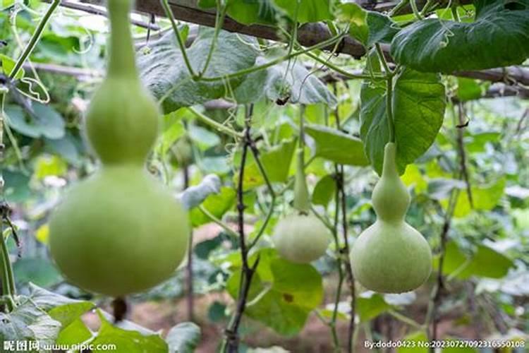 刚采下来的葫芦瓜为什么会苦