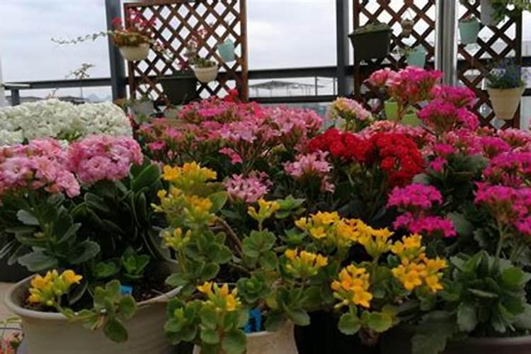 长寿花浇什么肥开花花卉百科