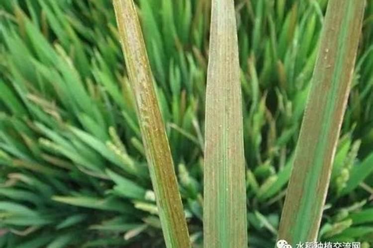 老师,韭菜整株叶变黄是什么原因？