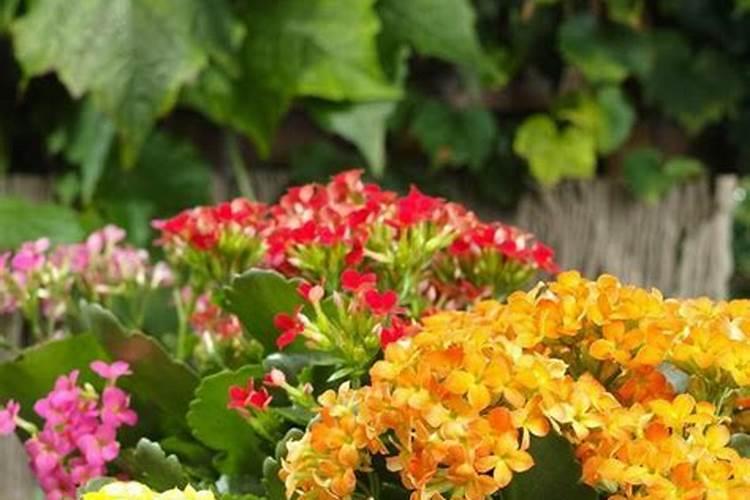 长寿花施肥方法,施肥过多的症状