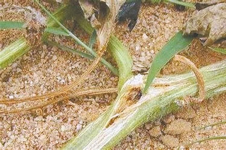 韭菜最忌讳的三种肥料