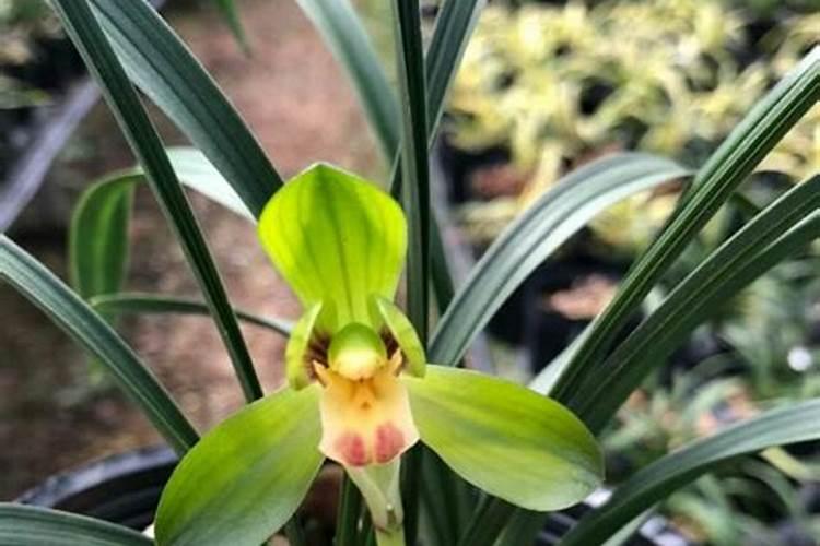 捂出芽的兰花如何养可以继续长芽长叶