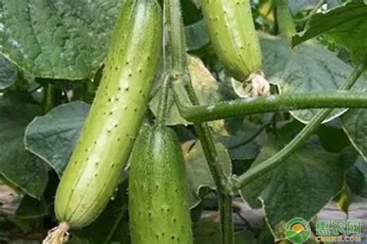 黄瓜什么时候用高钾肥料怎么施肥提高产量