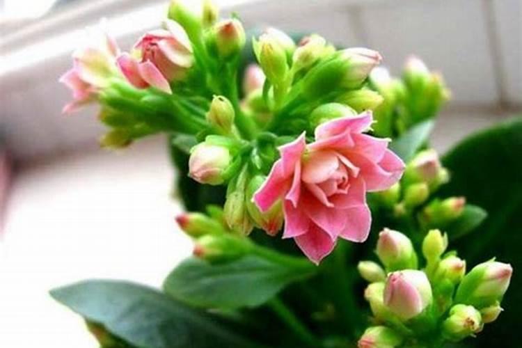 长寿花施什么肥好